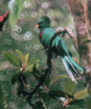 Resplendent Quetzal